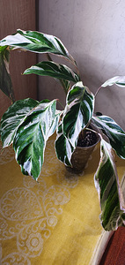 Калатея Fusion White. Calathea. Растение (1 фото из 3)