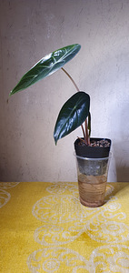 Alocasia pink dragon . Taim (4 foto / 5)