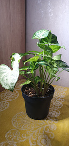 Syngonium white Butterfly . Taim (4 foto / 4)
