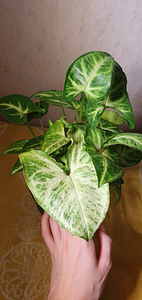 Syngonium white Butterfly . Taim (1 foto / 4)