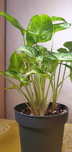 Syngonium white Butterfly . Taim (3 foto / 4)