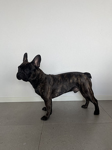 Prantsuse buldog isane otsib paaritust (2 foto / 8)