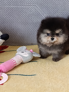 Pomeranian (5 foto / 5)