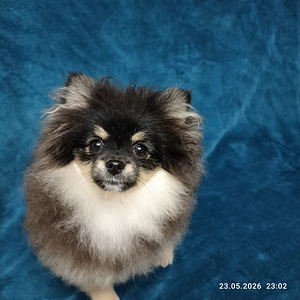 Pomeranian (3 foto / 4)