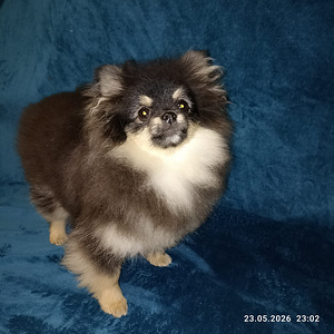 Pomeranian (4 foto / 4)