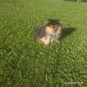 Pomeranian (3 foto / 5)