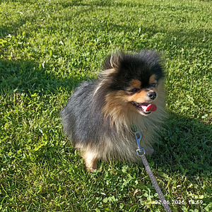 Pomeranian (4 foto / 5)