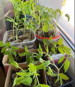 Tomati istikud, tomatitaimed, paprika (2 foto / 2)