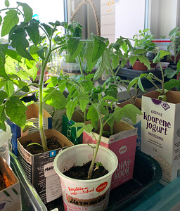 Tomati istikud, tomatitaimed, paprika (1 foto / 1)
