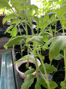Tomati istikud, tomatitaimed (1 foto / 2)