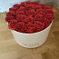 Uinuvad Roosid 25 roosi. (foto #1)