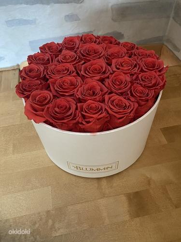 Uinuvad Roosid 25 roosi. (foto #1)