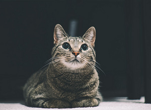 Võimas Google Pixel 4 xl, uueväärne (8 foto / 9)