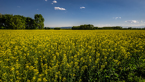 Uus Samyang 12mm f/2.0 NCS CS objektiiv Fujile (8 foto / 9)