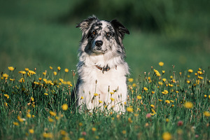 SAMYANG 50MM F/1.2 AS UMC CS FUJI X, UUEVÄÄRNE (5 foto / 8)