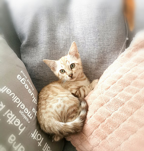 MÜÜA BENGAL KASSIPOEG (4 foto / 7)