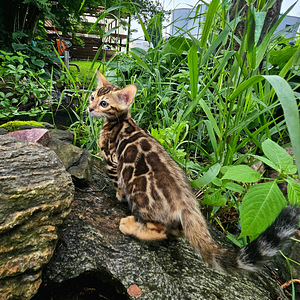 Emane pruun bengali kassipoeg (2 foto / 3)