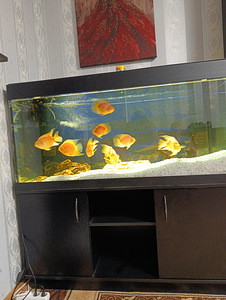 Akvaarium 350 l (1 foto / 2)