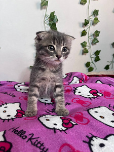 Скотиш-фолд (4 фото из 6)