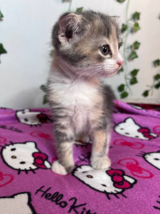 Скотиш-фолд (5 фото из 6)