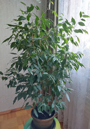 Ficus
