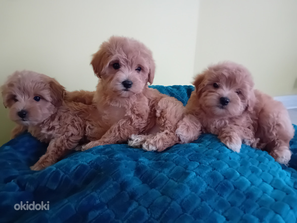 MALTIPOO (foto #6)