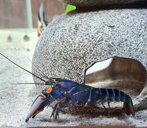 Sinine jõevähk (Cherax) (1 foto / 2)
