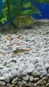 Krevetid Neocaridina (2 foto / 7)