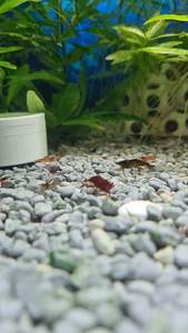 Krevetid Neocaridina (4 foto / 7)