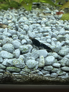 Krevetid Neocaridina (5 foto / 7)