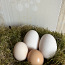 Инкубационные яйца (фото #3)