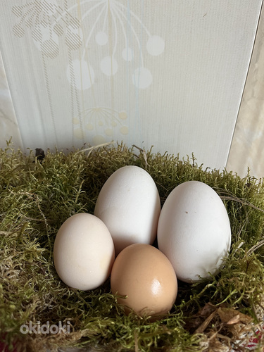 Инкубационные яйца (фото #3)