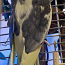 Papagoi korolla (foto #4)