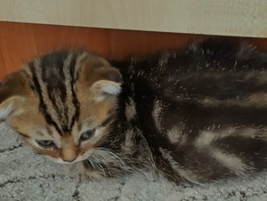 Scottish fold/straight kassipojjad (2 foto / 4)