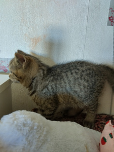 Scottis straigt kassipojad (2 foto / 4)