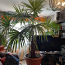 Palmipuu (25 a vana, kõrgus - 2,6m) (foto #1)