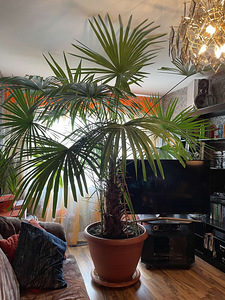 Palmipuu (25 a vana, kõrgus - 2,6m) (1 foto / 4)