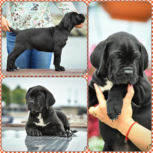 Cane Corso (3 foto no 3)