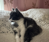 Самка котенка