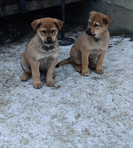 Suure koera kutsikad (2 foto / 8)