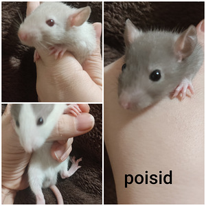 Rotid (1 foto / 2)