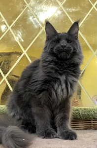 Maine coon kassipoeg (3 foto / 4)