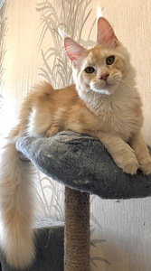 Maine coon kassipoeg (1 foto / 2)
