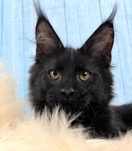 Maine coon (2 фото из 3)
