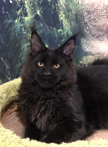 Maine coon (must) (1 foto / 4)
