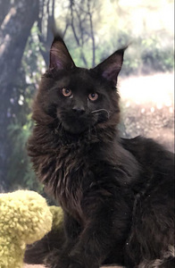 Maine coon (must) (4 foto / 4)