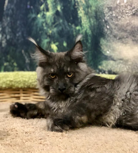 Maine coon (3 фото из 6)