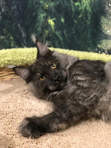 Maine coon (5 фото из 6)