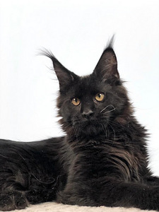 Maine coon kassipoeg (2 foto / 7)