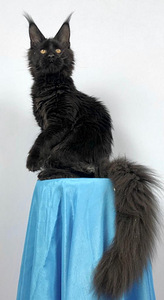 Maine coon kassipoeg (3 foto / 7)